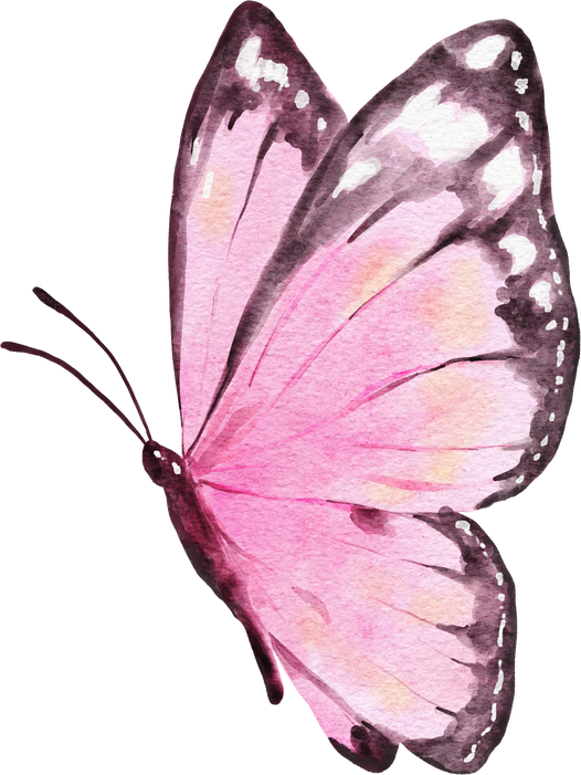 Butterfly Watercolor Illustration